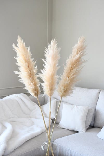 Luxe Beige Pampas pluimen | 3 stuks | XXL Pampasgras | Droogbloemen | 100 cm| Boeket decoratie pluimen | Woondecoratie | Decoratie | Luxury Living | Rietpluimen