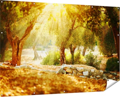 Gards Tuinposter Olijfbomen - Olijfboomgaard - 180x120 cm - Tuindoek - Tuindecoratie - Wanddecoratie buiten - Tuinschilderij