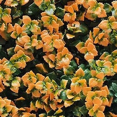 Kunstplanten mat 50x50 cm pachysandra oranje Buitengewoon de Boet