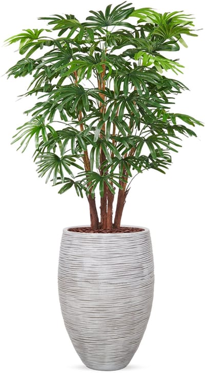 Kunstplant Fortuneipalm in Vaas elegant Deluxe rib ivoor H150 cm