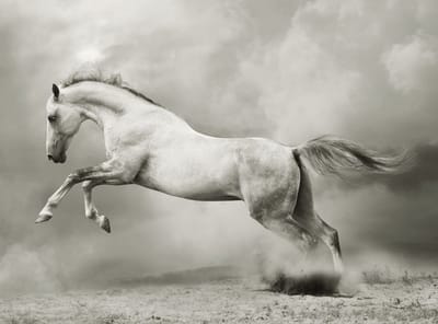 Fotobehang - Wilde hengst.