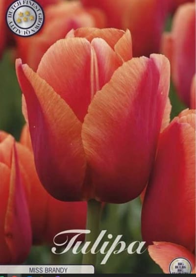 Dutch Finest Quality bloembollen Tulpen 7 stuks Tulp Darwin Miss Brandy x7 12/+s