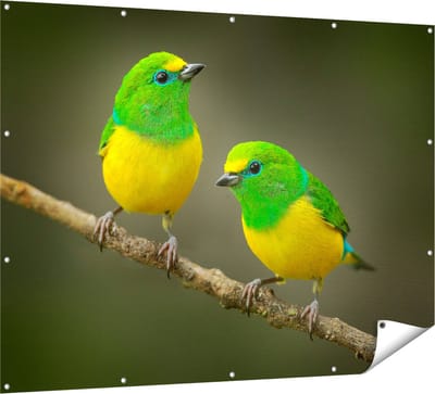Gards Tuinposter Twee Groen Gele Zangvogels op een Tak - 160x120 cm - Tuindoek - Tuindecoratie - Wanddecoratie buiten - Tuinschilderij