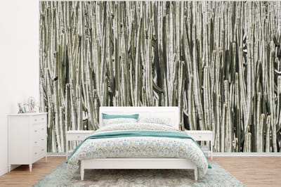 Behang - Fotobehang Cactus - Natuur - Vetplanten - Breedte 350 cm x hoogte 260 cm