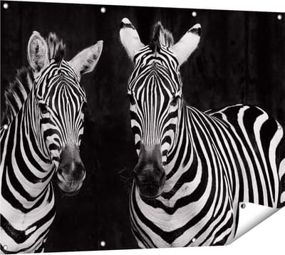 Gards Tuinposter Twee Zebra's - Zwart Wit - 120x90 cm - Tuindoek - Tuindecoratie - Wanddecoratie buiten - Tuinschilderij