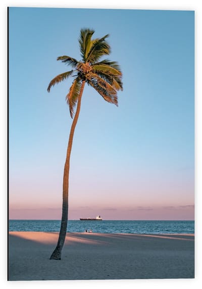Dibond - Palmboom op Strand met Zee - 40x60cm Foto op Aluminium (Met Ophangsysteem)