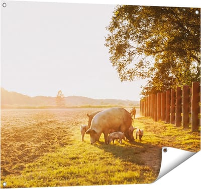 Gards Tuinposter Varken Familie - Varkens - 100x80 cm - Tuindoek - Tuindecoratie - Wanddecoratie buiten - Tuinschilderij