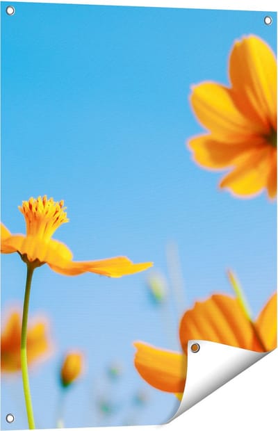Gards Tuinposter Oranje Cosmea Bloemen - 60x80 cm - Tuindoek - Tuindecoratie - Wanddecoratie buiten - Tuinschilderij
