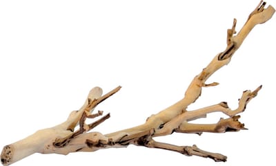 Exo Terra - Natuurlijke Decoratie - Reptielen - Ex Forest Branch L/60cm - 1st
