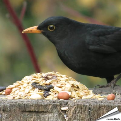 Aniculis - WINTER-Vetvoer voor tuinvogels (10 kg) | Boordevol met essentiële voedingsstoffen en eiwitten | Voedzame voedermix voor wilde vogels