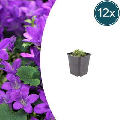 Tuinplantenshop.com | Campanula portenschlagiana | 12 stuks - Ø9cm - 10-25cm hoog - Tuinplant