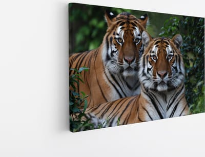 Saammp Canvas Schilderij - 2 Tijgers tussen de Planten - Natuur - Dieren - 30x20 - Foto op canvas - Wanddecoratie - muurdecoratie Woonkamer - Slaapkamer decoratie - Canvas Print