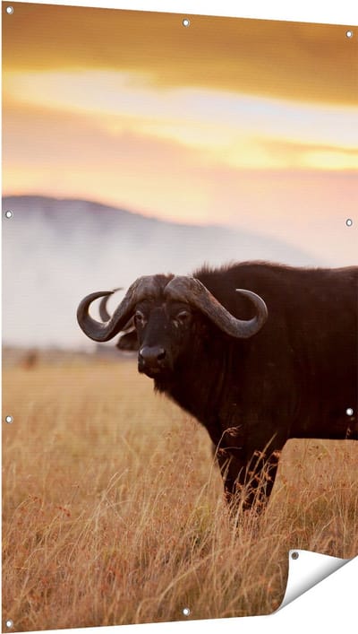 Gards Tuinposter Buffel in het Gras - 100x150 cm - Tuindoek - Tuindecoratie - Wanddecoratie buiten - Tuinschilderij