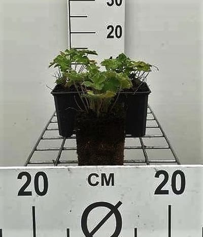 6x Ooievaarsbek - Geranium renardii | 9x9 cm pot