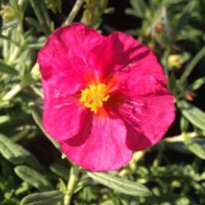 6 x Helianthemum 'Ben Hope' - Zonneroosje pot 9x9cm - Rijke bloei, Droogtetolerant