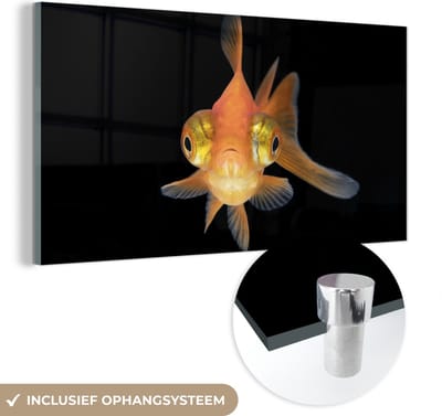 MuchoWow® Glasschilderij 40x20 cm - Schilderij acrylglas - Goudvis - Zeedieren - Ogen - Foto op glas - Schilderijen