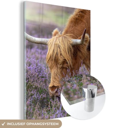 MuchoWow® Glasschilderij 120x160 cm - Schilderij acrylglas - Schotse Hooglander - Dieren - Heide - Foto op glas - Schilderijen