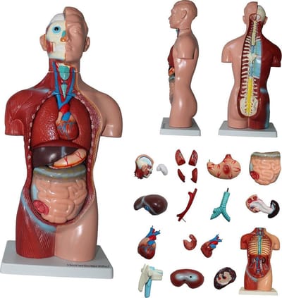 HeineScientific Menselijk lichaam anatomie model torso met organen - 18-delig