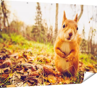 Gards Tuinposter Eekhoorn in het Bos tijdens de Herfst - 160x120 cm - Tuindoek - Tuindecoratie - Wanddecoratie buiten - Tuinschilderij
