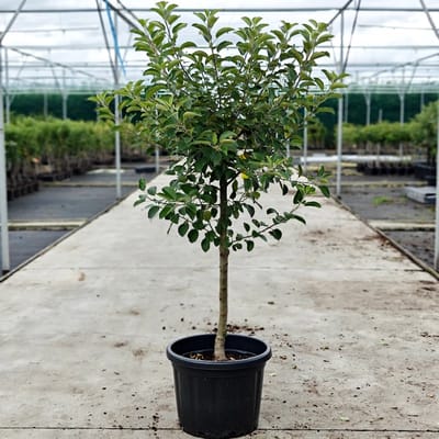 Malus domestica - Oude Appelboom 'Elstar' - Onderstam Zaailing - 45L pot - ca. 1.8m