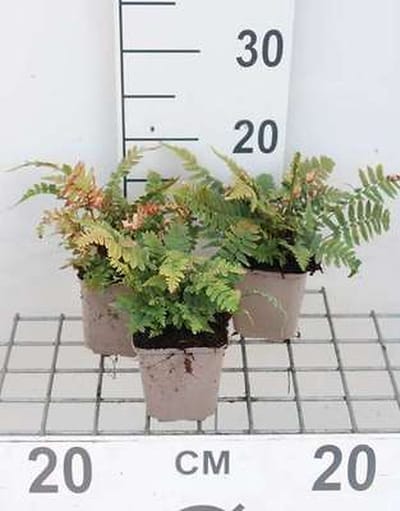 6x Olifantenslurfvaren, Aziatische Niervaren - Dryopteris cycadina ( atrata) | 9x9 cm pot