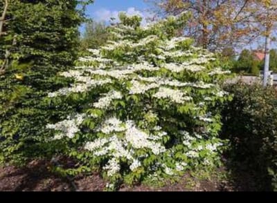 1 x Viburnum plic. 'Mariesii' - Japanse Sneeuwbal 40- 60 cm in pot