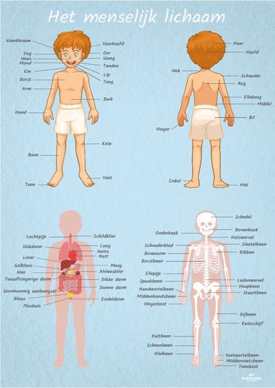 Poster menselijk lichaam mannelijk A4 - Kinderkamer accessoires decoratie - Educatieve Posters Leerzaam