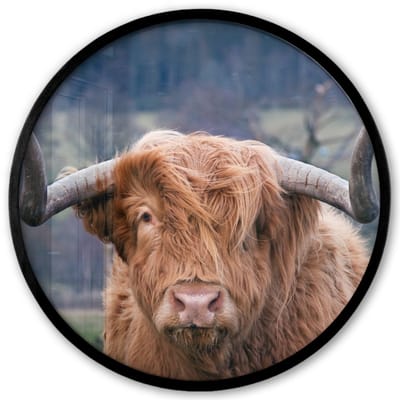 Poster in lijst Rond - Fotolijst 40x40 cm - Posters - Schotse Hooglander - Koeienkop - Landschap - Natuur - Koe - Ronde posterlijst zwart - Decoratie - Wanddecoratie woonkamer - Muurdecoratie slaapkamer