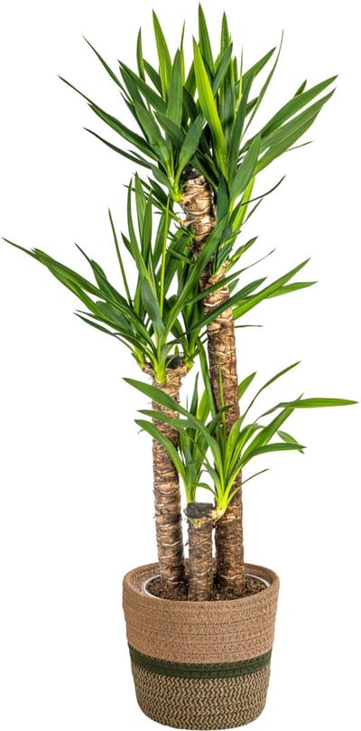 Plantenboetiek.nl | Yucca Elephantipes met mand - Ø24cm - 120-140cm hoog - Kamerplant - Groenblijvend