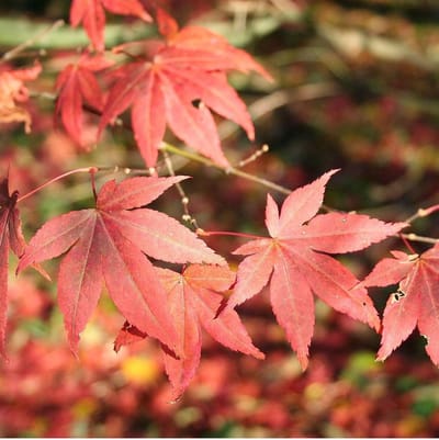 Acer Palmatum 'Atropurpureum' - Rode Japanse esdoorn  50-60 cm pot