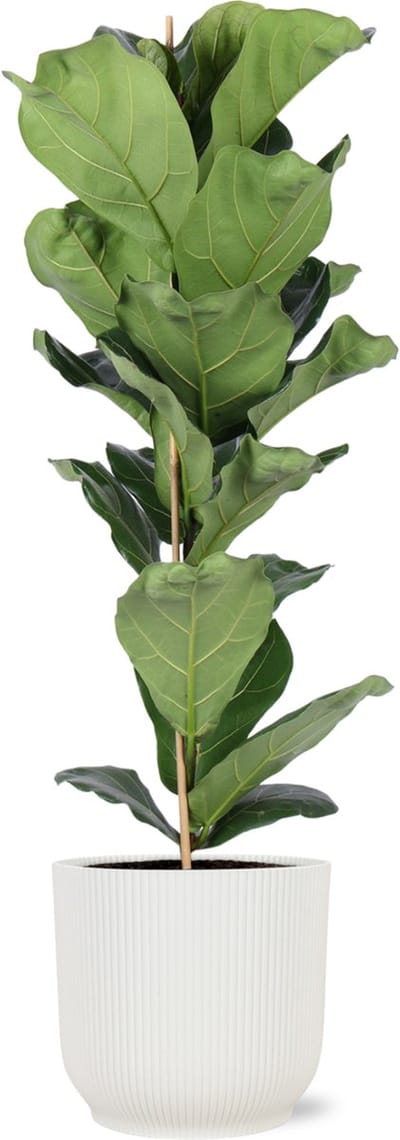 Green Harmony | Ficus Lyrata - Ø21cm - 90cm in Vibes WIT pot