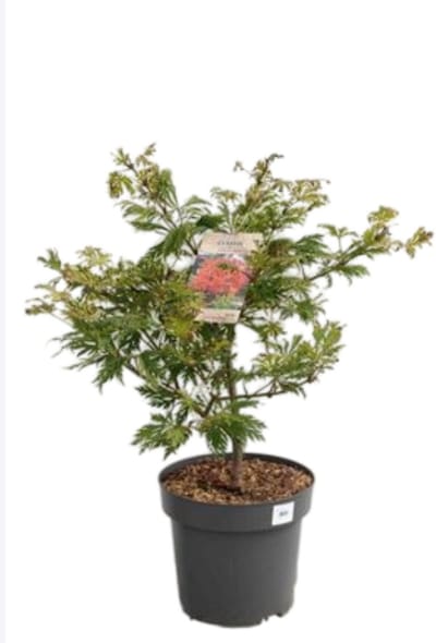 2 x Acer jap. 'Aconitifolium' - Echte Japanse Esdoorn, Japanse Esdoorn 30- 40 cm in pot