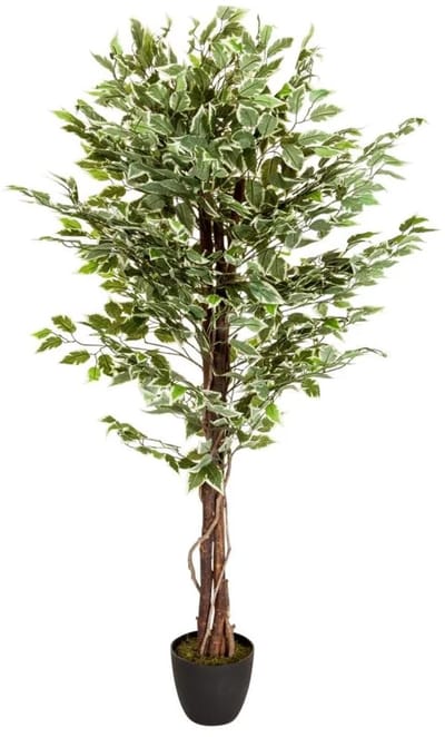 Melinera Kunstplant Ficus - Afmetingen: 80 x 165 cm