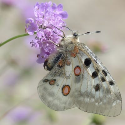 Duifkruid (Scabiosa Caucasica) - Perfecta - Vaste planten - Bijen-Vlinders - Snijbloemen - Zomerbollen - Voorjaarsbollen