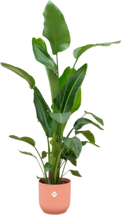 Trendyplants - Strelitzia Nicolai inclusief elho Vibes Fold Round roze - 160 cm - Ø30cm