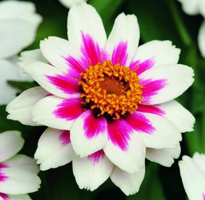 Zinnia x Hybrida Starlight Rose
