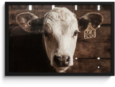 Poster in lijst - Fotolijst 60x40 cm - Posters - Kalf - Oormerk - Houten stal - Posterlijst zwart - Decoratie - Wanddecoratie woonkamer - Muurdecoratie slaapkamer