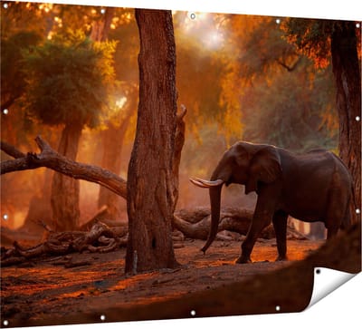 Gards Tuinposter Olifant in het Bos - 160x120 cm - Tuindoek - Tuindecoratie - Wanddecoratie buiten - Tuinschilderij