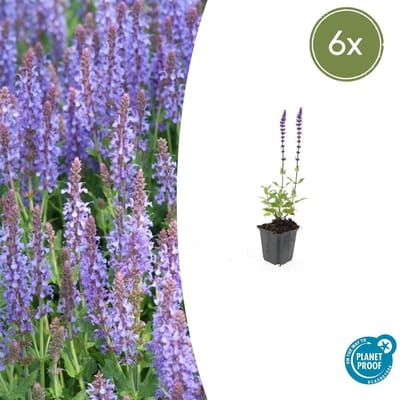 Tuinplantenshop.com | Salvia nem. 'Caradonna' | 6 stuks - Ø9cm - 10-25cm hoog - Tuinplant