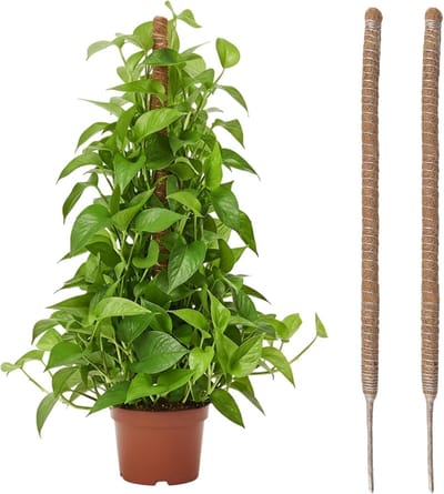 Famanu – 2 stuks mosstok voor Monstera, kokosvezel klimhulp, plantenstok kokos, plantensteun voor klimplanten, 60 cm
