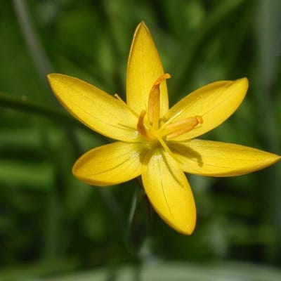6 x Sisyrinchium Californicum - Blauwogengras pot 9x9 cm- Sierlijke Grasachtige Plant