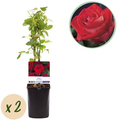 Green boutiQ - Klimroos - Rosa Red Climber - Bloem Rood - Weinig onderhoud - 2 planten - Pot 11cm Hoogte 40cm