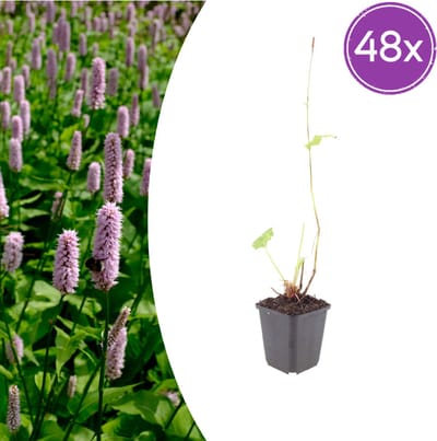Tuinplantenshop.com | Persicaria aff. 'Superba' | 48 stuks - Ø9cm - 10-25cm hoog - Tuinplant