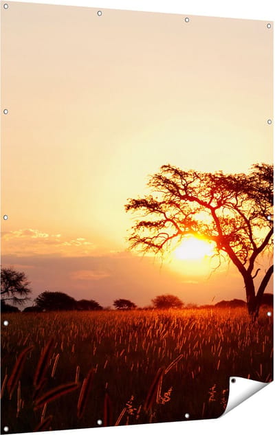 Gards Tuinposter Zonsondergang Achter een Acacia Boom - 120x160 cm - Tuindoek - Tuindecoratie - Wanddecoratie buiten - Tuinschilderij