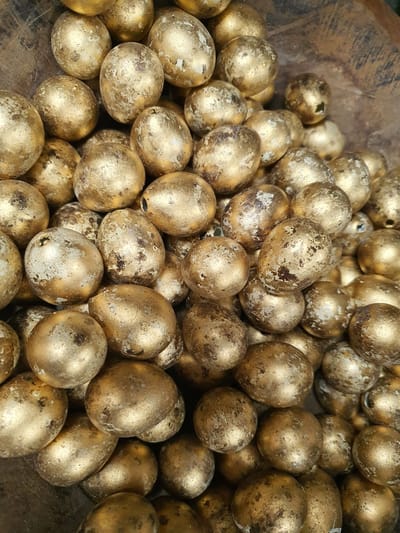 kwarteleitjes goud 60 stuks 3.0x2.0cm - paasdecoratie - kwartel eitjes - eieren - pasen - pasen versiering - kwartel eieren doos - pasen decoratie - paasversiering