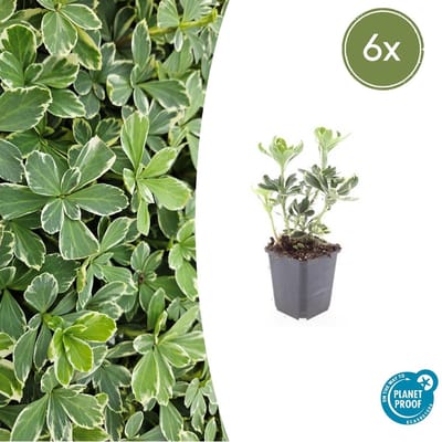 Trendyplants - Pachysandra terminalis 'Variegata' - 6 stuks - Schaduwkruid - Winterhard - Hoogte 10-30 cm - Potmaat Ø9cm