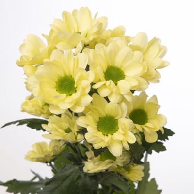 10x Chrysant chic cream 70cm