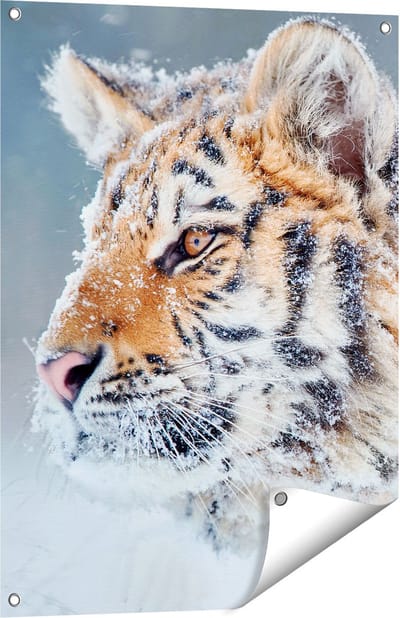 Gards Tuinposter Tijger tijdens de Sneeuw - 60x80 cm - Tuindoek - Tuindecoratie - Wanddecoratie buiten - Tuinschilderij