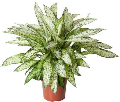 Dieffenbachia Vesuvius - Kamerplant met opvallende licht groene bladeren - 80cm hoog
