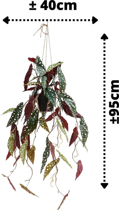 Begonia Maculata Kunst Hangplant 95cm | Hangende Kunstplant | Kunstplant voor Binnen | Neppe Hangplant Begonia Maculata